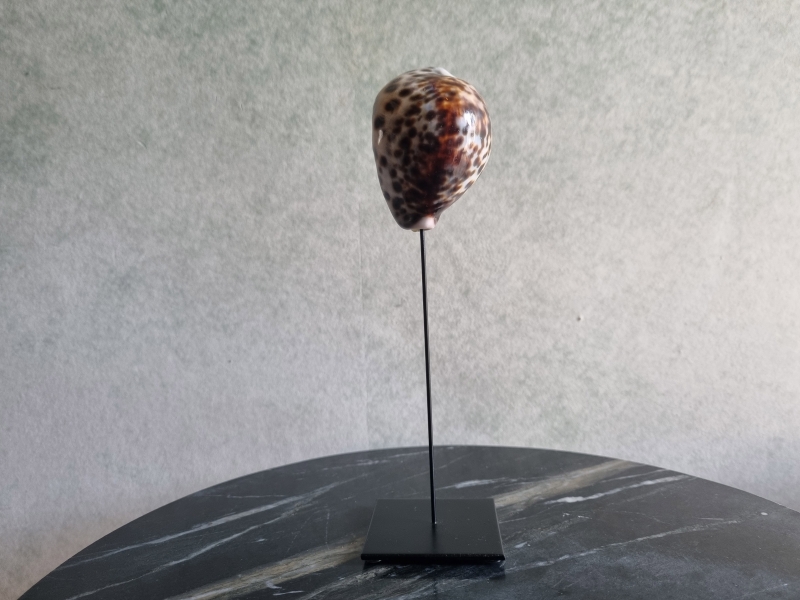 Schelp op standaard